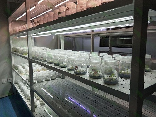寿阳植物组织培养实验室设计建设方案